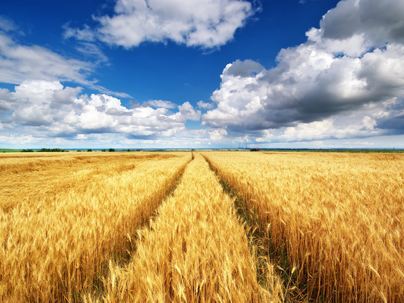 河南启动实施小麦最低收购价执行预案