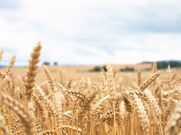 新乡农发行积极支持小麦收购
