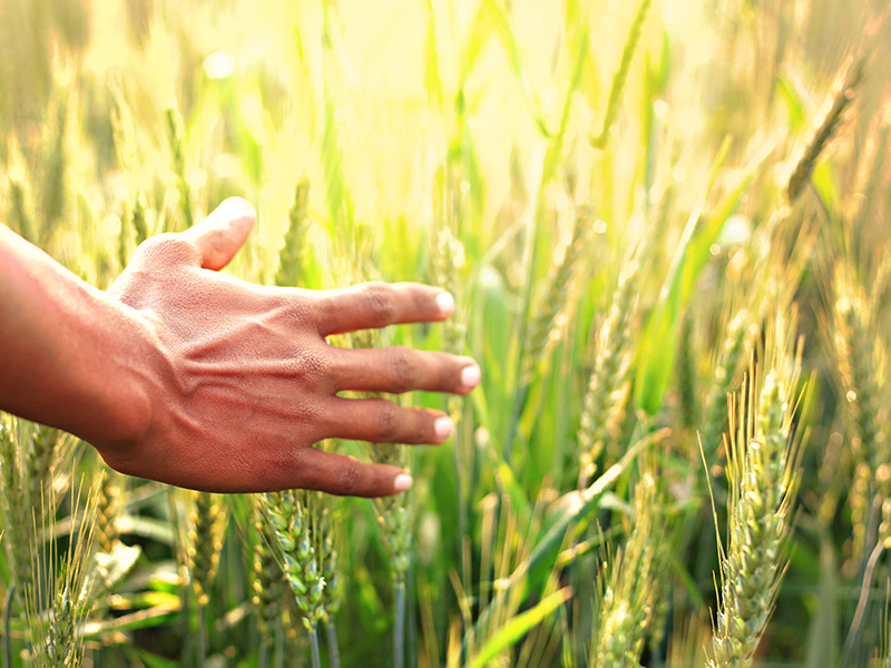 小麦冬前科学使用除草剂